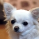 Seznam populárních přezdívek pro Chihuahua