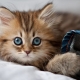 A macskák és macskák orosz neveinek listája