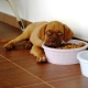 Sausas šuniuko maistas: maitinimo savybės, pasirinkimai ir taisyklės