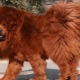 Tibetan Mastiff: breed characteristics, secrets of education and care