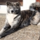 Tiger Akita Inu: features, content and education