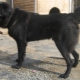 Tuvinian Shepherd Dogs: rasbeschrijving en hondeninhoud