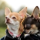 Voorwaarden voor detentie en zorgregels voor Chihuahuas