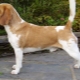 Variations de races Beagle