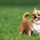 Chihuahua súlya havonta