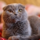Lop-urechi pisici de culoare gri
