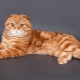 Appearance, character and content of red Scottish cats