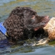 Water Spaniel: characteristics, types and details of the content