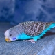 Alt hvad du behøver at vide om blå bølgete papegøjer