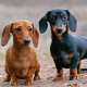 כל מה שאתה צריך לדעת על dachshunds גמדים