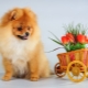 All you need to know about the spitz-dog red color