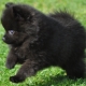 All about black spitz