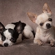 All about Cobby type Chihuahuas