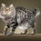 Minden a macskákról amerikai bobtail