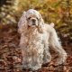 All about American Cocker Spaniel