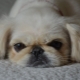 All about breed Pekingese