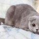 Viskas apie pilkosios katės katę
