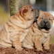 All about sharpei