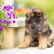 All about German Shepherd puppies at 3 months