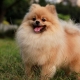 All about dogs breed Spitz