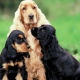 All about spaniels