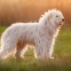 כלב רועה דרום רוסי: לגדל סטנדרטים ותוכן
