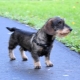 Wire-haired dachshunds: types, nature and features of care