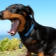 أسنان الكلب الألماني: عندما يتغيرون في جرو وكيف يعتنون بهم؟