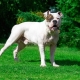 American Bulldog: descripció de la raça, naturalesa i contingut