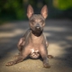 American Hairless Terrier: features, content and feeding