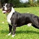 American Staffordshire Terrier: característiques de cria i reproducció