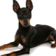 English toy terrier: description of the breed and care of dogs