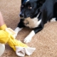Antigadin kutyák számára: terméktípusok és választási szabályok