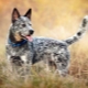 Australische herdershonden: regels voor het fokken van geschiedenis, temperament en verzorging