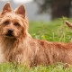Terriers australianos: descripción de la raza y contenido