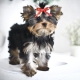 Baby Face at Yorkshire Terriers