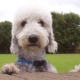 Bedlington Terrier: الوصف والمحتوى من سلالة