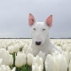 White Bull Terrier: คำอธิบายและคุณสมบัติของเนื้อหา