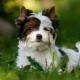 White Yorkshire Terrier: มันมีลักษณะอย่างไรจะเลือกลูกสุนัขและดูแลเขาได้อย่างไร