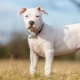White Staffordshire Terrier: description et secrets des soins pour chiens