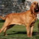 Bloodhounds: beskrivelse, fôring og omsorg