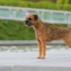 Border Terrier: breed description, education and maintenance