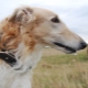Borzoi hunder: beskrivelse, typer og regler for vedlikehold