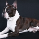 Boston Terrier: breed description, colors, feeding and care