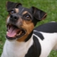 Terrier brasiler: descripció, manteniment i cura de la raça