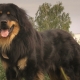 Wolfhounds de Bouriatie-Mongole: histoire de la race, tempérament, choix des noms, bases du soin