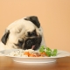 ¿Qué y cómo alimentar a un pug?