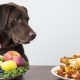 Cosa e come nutrire i cani?