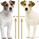 Qual é a diferença entre um Parson Russell Terrier e um Jack Russell Terrier?