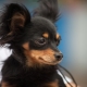 שחור רוסי צעצוע טרייר: איך נראים כלבים וכיצד לטפל בהם?